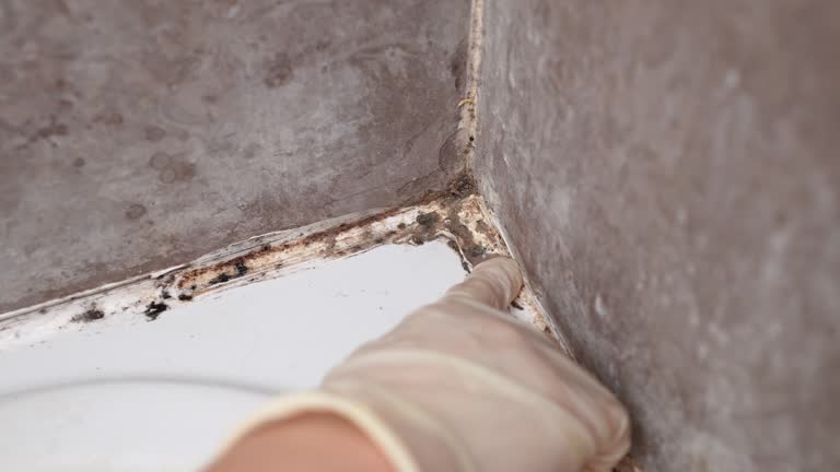 Best Mold Damage Restoration  in Sagamore, MA